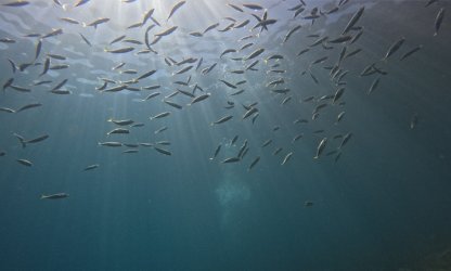 Novo relatório global reforça papel da ciência e destaca protagonismo brasileiro na proteção do oceano